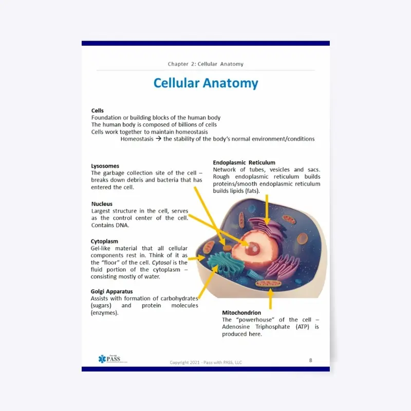 Cellular Anatomy - 18" x 24" Poster